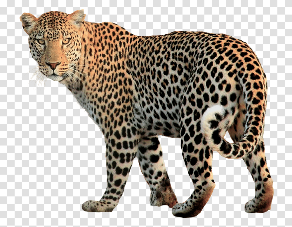 Jaguar, Animals, Panther, Wildlife, Mammal Transparent Png