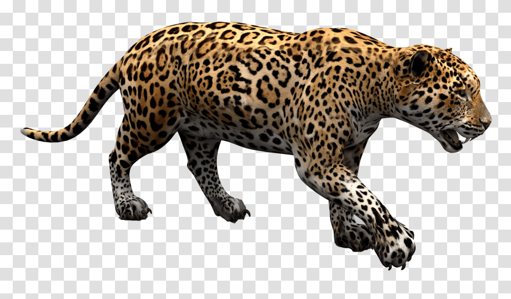 Jaguar, Animals, Panther, Wildlife, Mammal Transparent Png