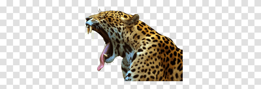 Jaguar, Animals, Panther, Wildlife, Mammal Transparent Png