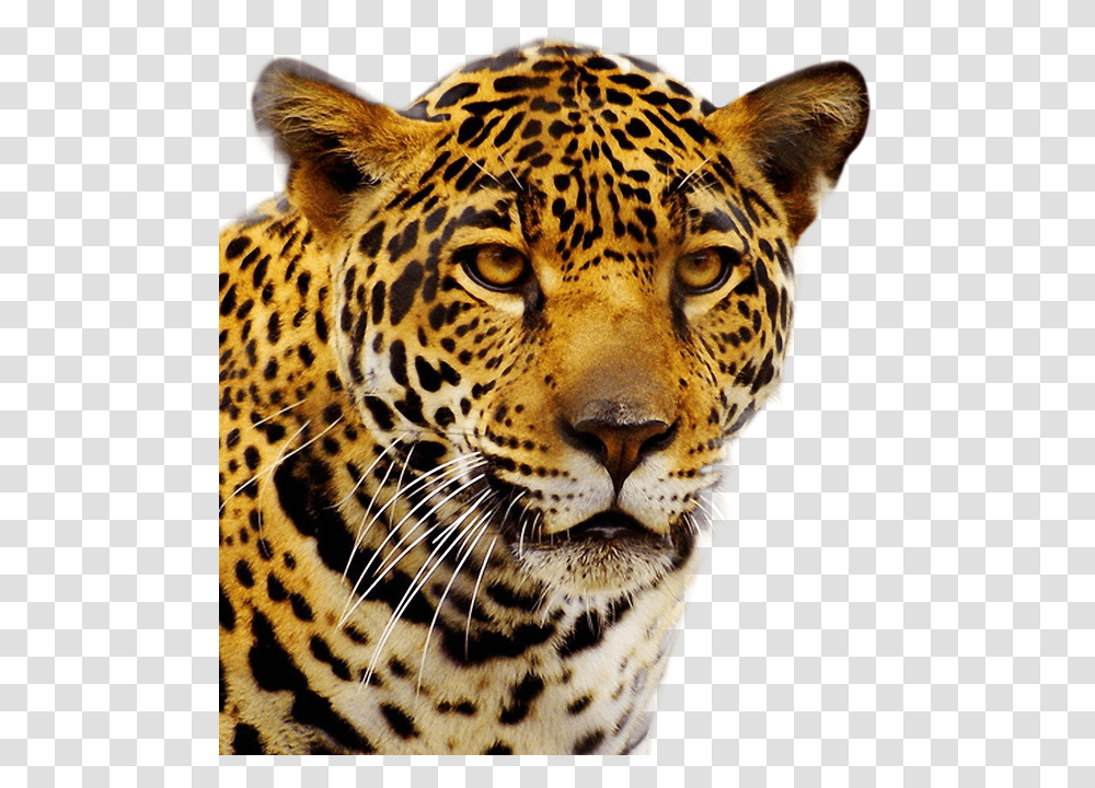 Jaguar, Animals, Panther, Wildlife, Mammal Transparent Png