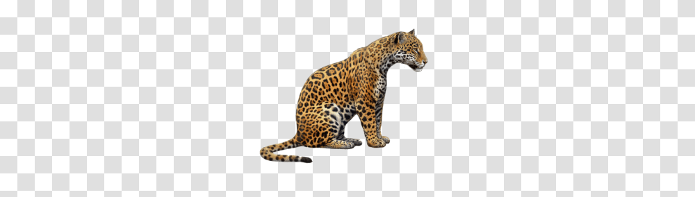 Jaguar, Animals, Panther, Wildlife, Mammal Transparent Png