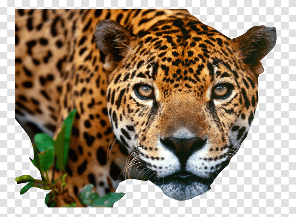 Jaguar, Animals, Panther, Wildlife, Mammal Transparent Png