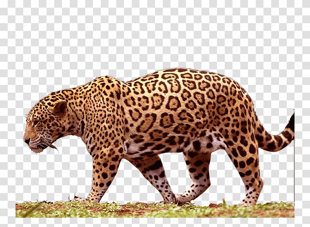 Jaguar, Animals, Panther, Wildlife, Mammal Transparent Png