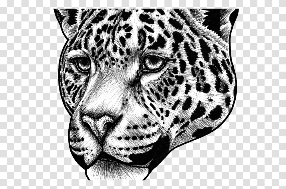 Jaguar Clipart Black And White Jaguar Animal Drawing Face, Panther, Wildlife, Mammal, Leopard Transparent Png