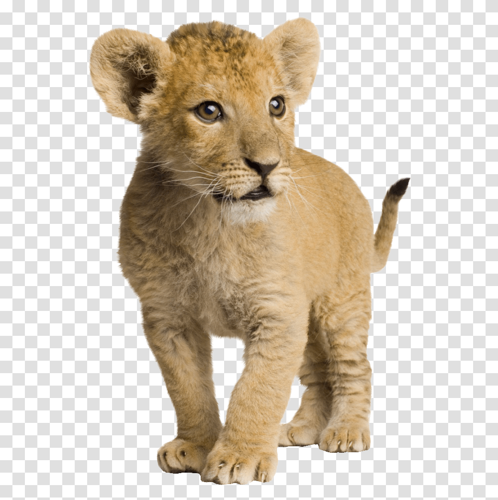 Jaguar Clipart Jaguar Cub, Lion, Wildlife, Mammal, Animal Transparent Png