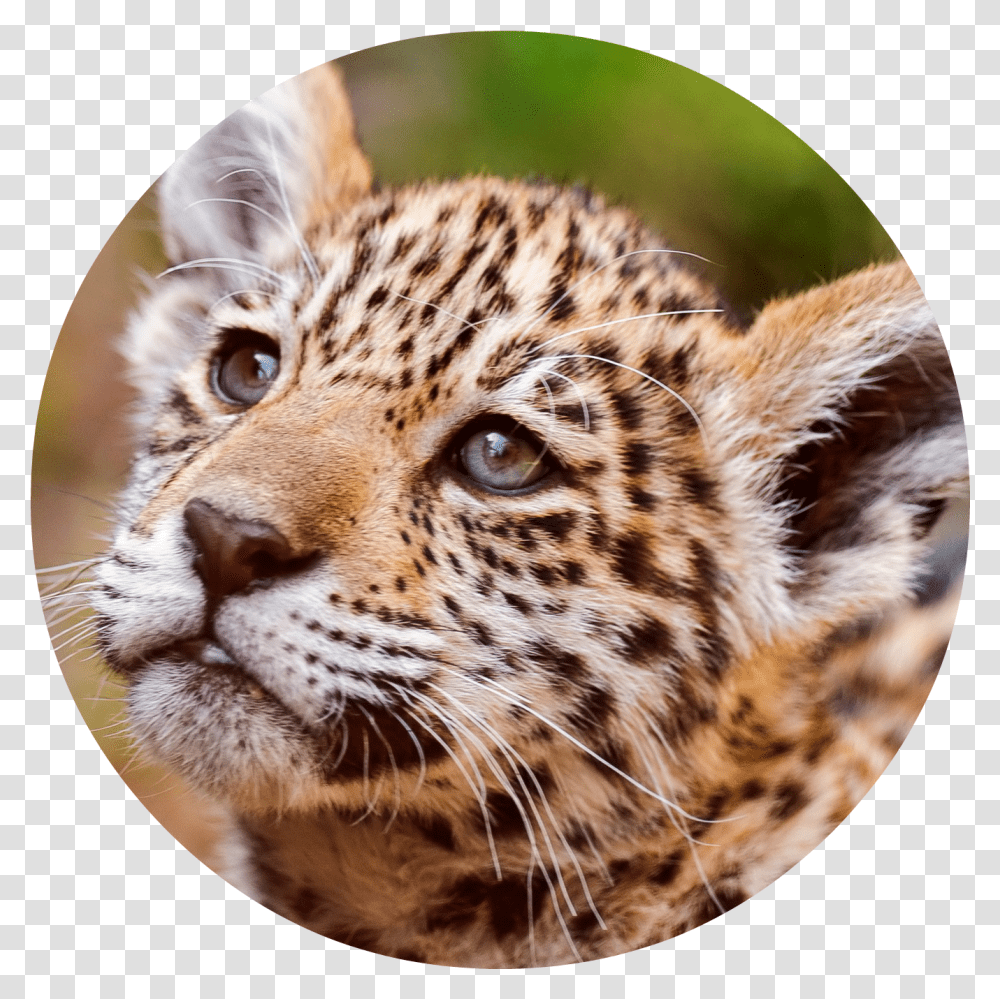 Jaguar Cub Jaguar, Panther, Wildlife, Mammal, Animal Transparent Png