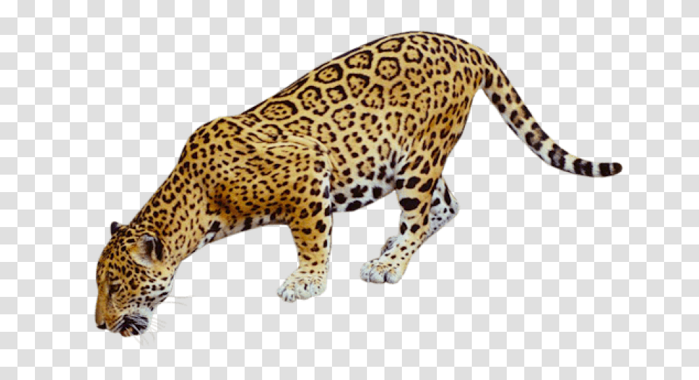 Jaguar Free Desktop, Panther, Wildlife, Mammal, Animal Transparent Png