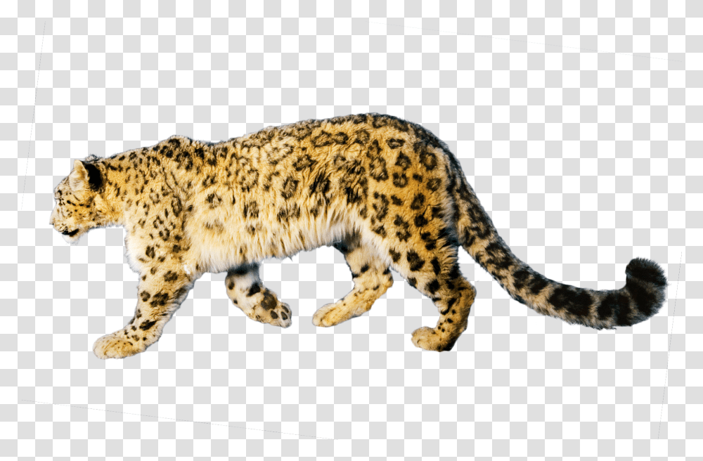 Jaguar Free Download Jaguar, Panther, Wildlife, Mammal, Animal Transparent Png