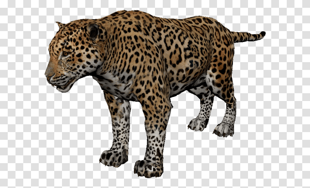 Jaguar Green Hell, Panther, Wildlife, Mammal, Animal Transparent Png