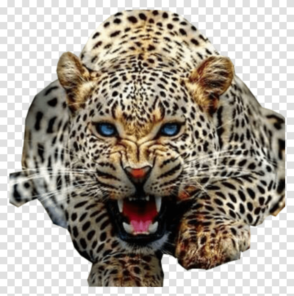 Jaguar Hd Images, Panther, Wildlife, Mammal, Animal Transparent Png