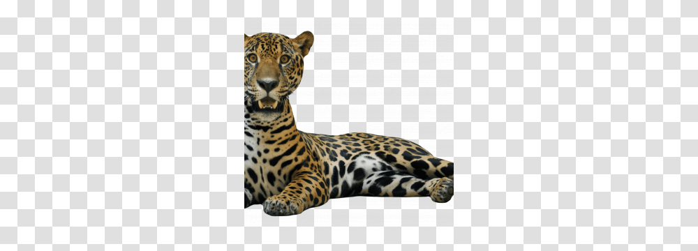Jaguar Icon Web Icons, Panther, Wildlife, Mammal, Animal Transparent Png