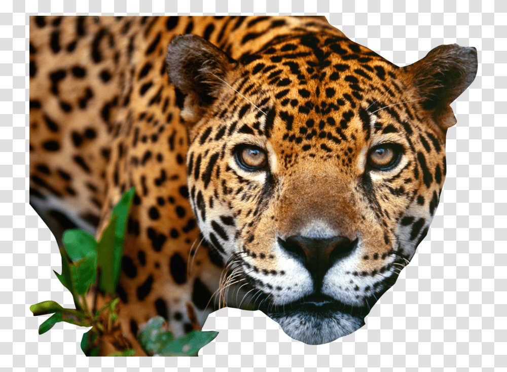 Jaguar Images Free Download Jaguar, Panther, Wildlife, Mammal, Animal Transparent Png
