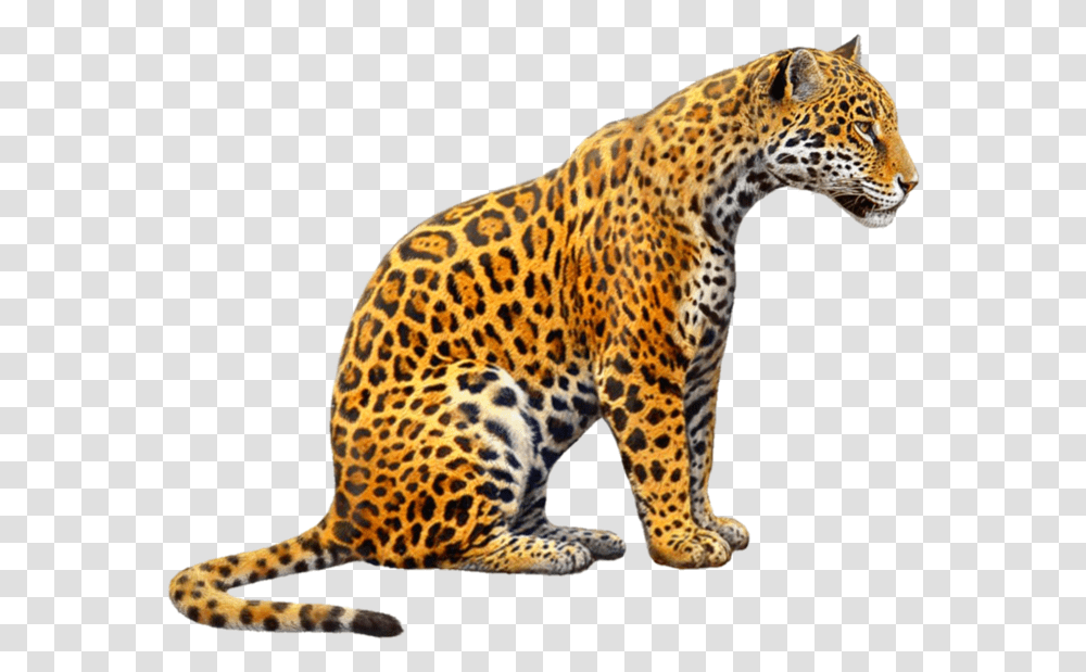 Jaguar Jagger Jaguars Tiger Tigers Cat Zoo Animals Jaguar, Panther, Wildlife, Mammal, Leopard Transparent Png
