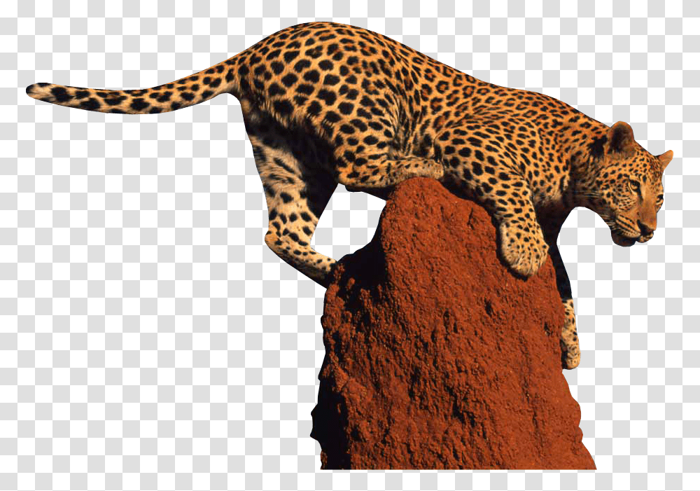 Jaguar Leopard, Panther, Wildlife, Mammal, Animal Transparent Png