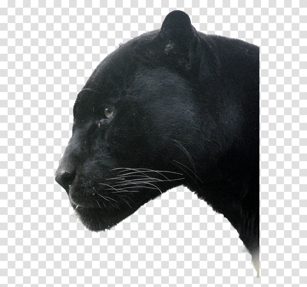 Jaguar, Panther, Wildlife, Mammal, Animal Transparent Png