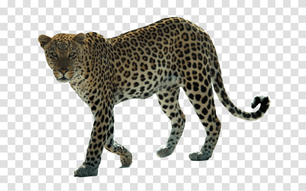 Jaguar Pics, Panther, Wildlife, Mammal, Animal Transparent Png