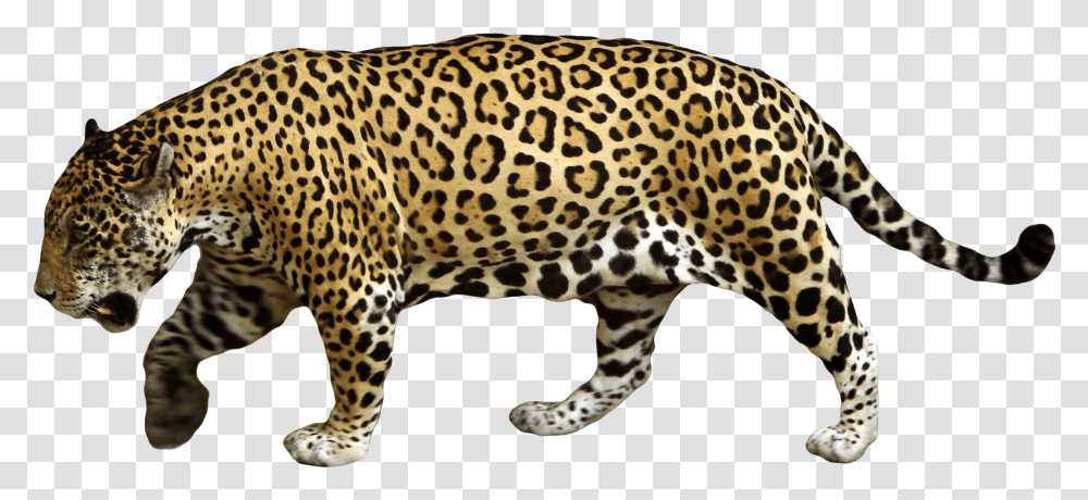 Jaguar Wild Animal & Clipart Free Download Ywd Sai Balaji Theatre Complex, Panther, Wildlife, Mammal, Leopard Transparent Png