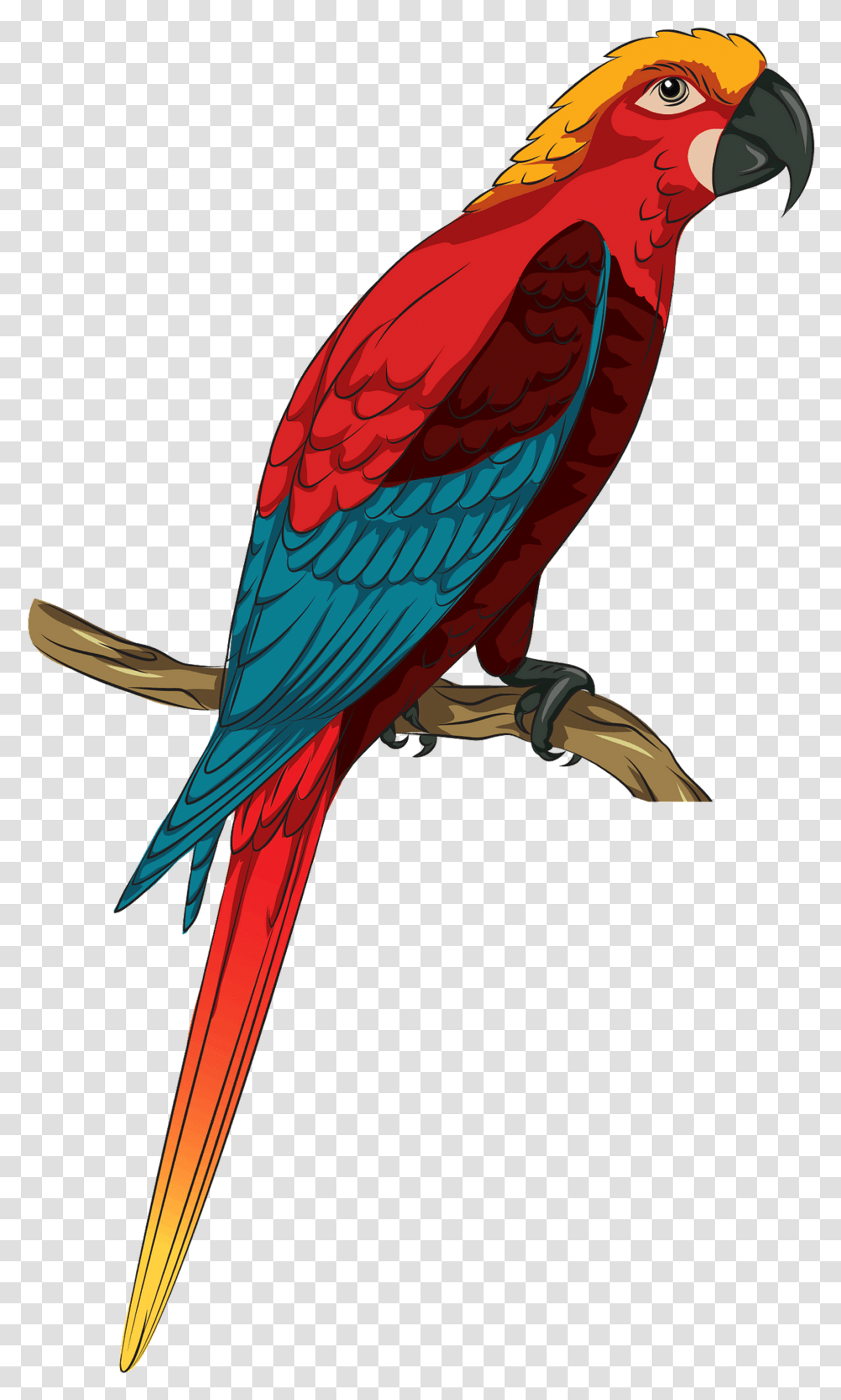 Jamaican Red Macaw Clipart Free Download Bird Glass Etching Colouring, Animal, Parrot Transparent Png
