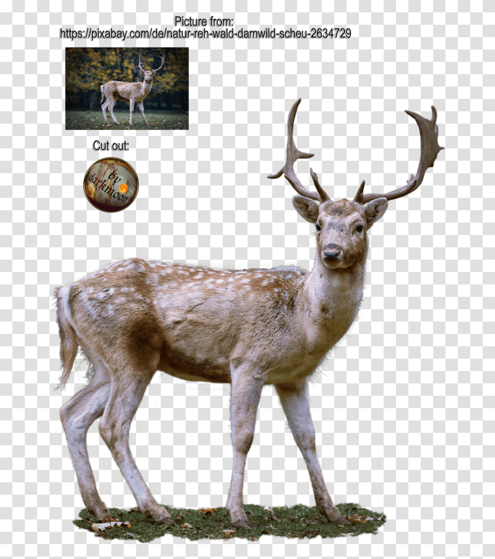 Janeeden 8 1 Reh, Antelope, Wildlife, Mammal, Animal Transparent Png