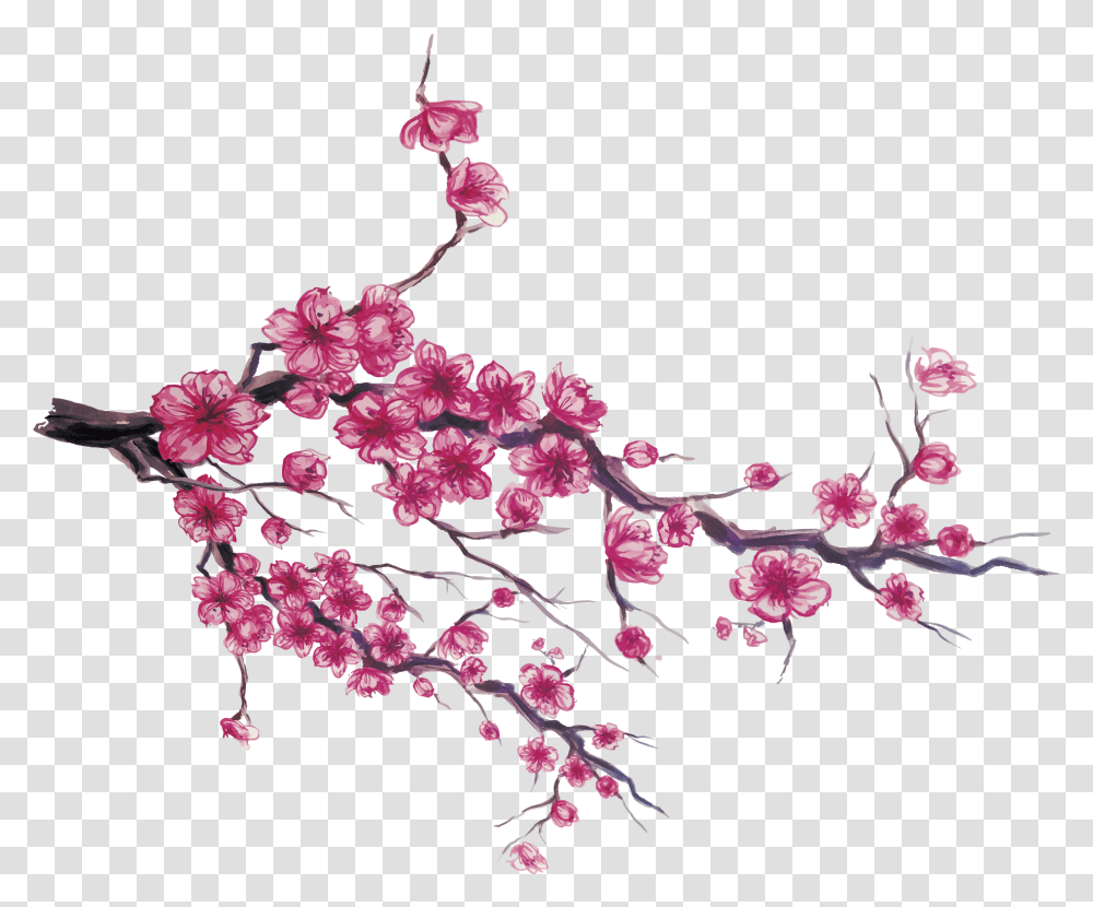 Japan Cherry Blossom Download Drawing Japanese Cherry Blossom, Plant, Flower, Petal Transparent Png