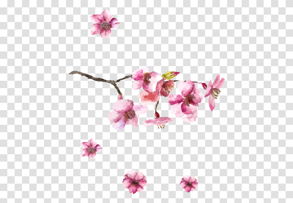 Japanese Art Cherry Blossom Drawing Drawing Japanese Cherry Blossom, Plant, Flower Transparent Png