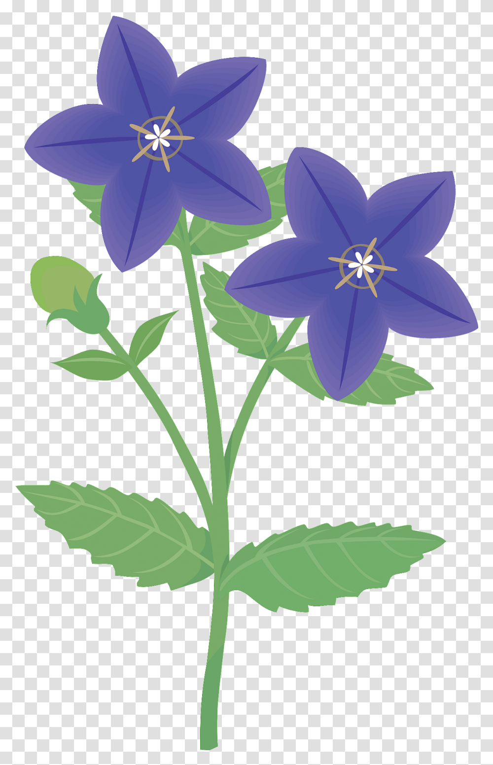Japanese Bellflower Clipart Small Clematis Clipart Black And White, Plant, Leaf, Acanthaceae, Petal Transparent Png