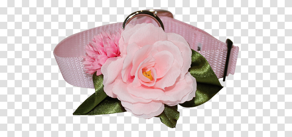 Japanese Camellia, Rose, Flower, Plant, Blossom Transparent Png