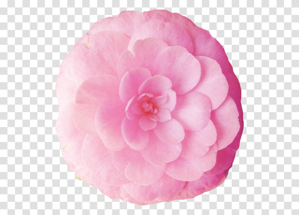 Japanese Camellia, Rose, Flower, Plant, Blossom Transparent Png