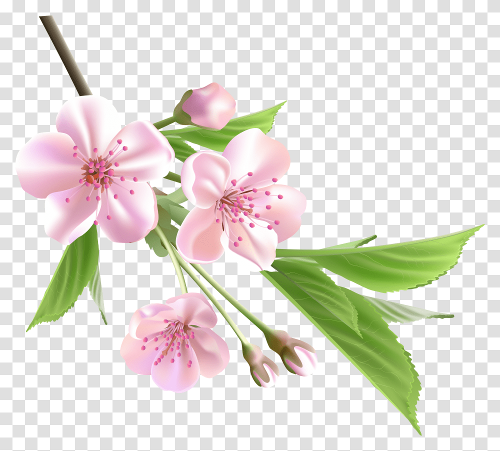 Japanese Cherry Blossom Clip Art Library Pink Flowers Tree, Plant, Anther, Petal, Lily Transparent Png