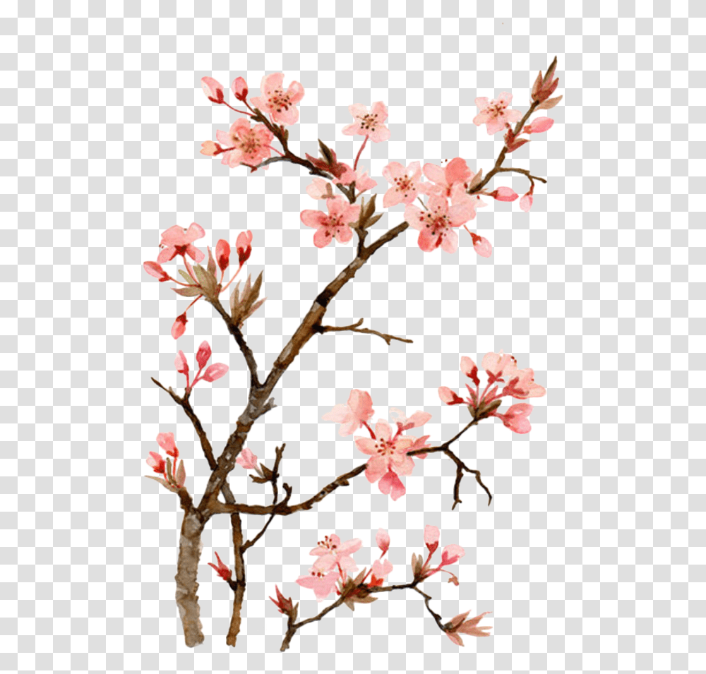 Japanese Cherry Blossom Flower Painting Cherry Blossom Painting, Plant Transparent Png