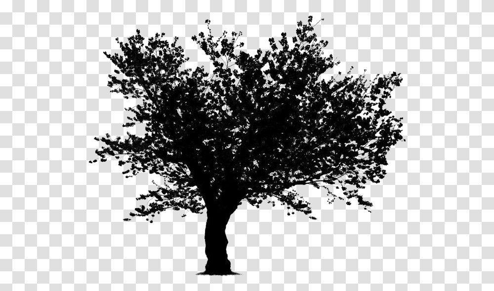 Japanese Cherry Blossom Tree Cartoon Tree Clipart Black And White No Background, Plant, Tree Trunk, Bonsai, Potted Plant Transparent Png