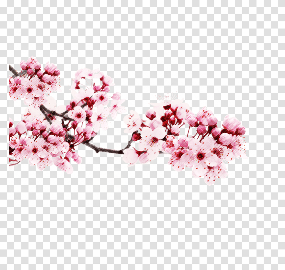 Japanese Cherry Blossom Tree Cherry Blossom, Plant, Flower, Petal Transparent Png