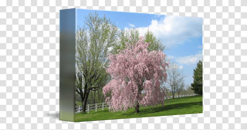 Japanese Cherry Tree By Patricia Ferguson Cherry Blossom, Plant, Flower, Grass, Lawn Transparent Png