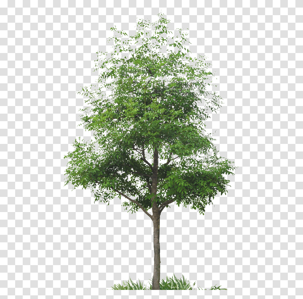 Japanese Culture Tree High Quality, Plant, Maple, Leaf, Oak Transparent Png