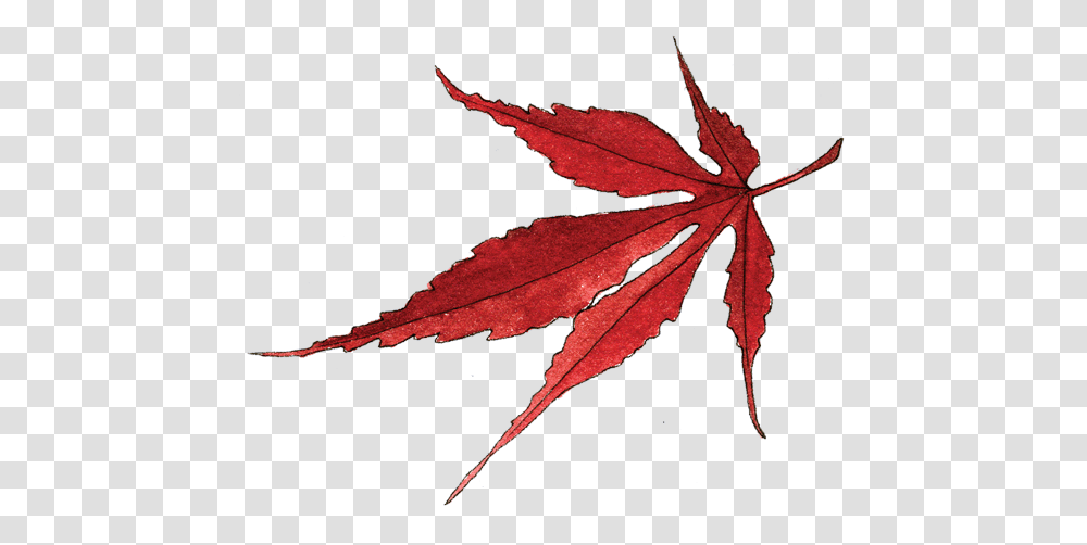 Japanese Designs, Leaf, Plant, Tree, Maple Transparent Png