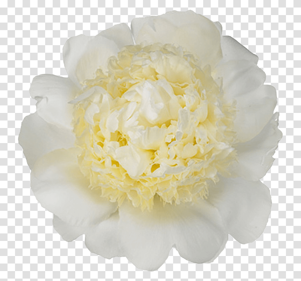 Japanese Flower Common Peony 4968354 Vippng Pioen Bridal Gown, Rose, Plant, Blossom, Petal Transparent Png