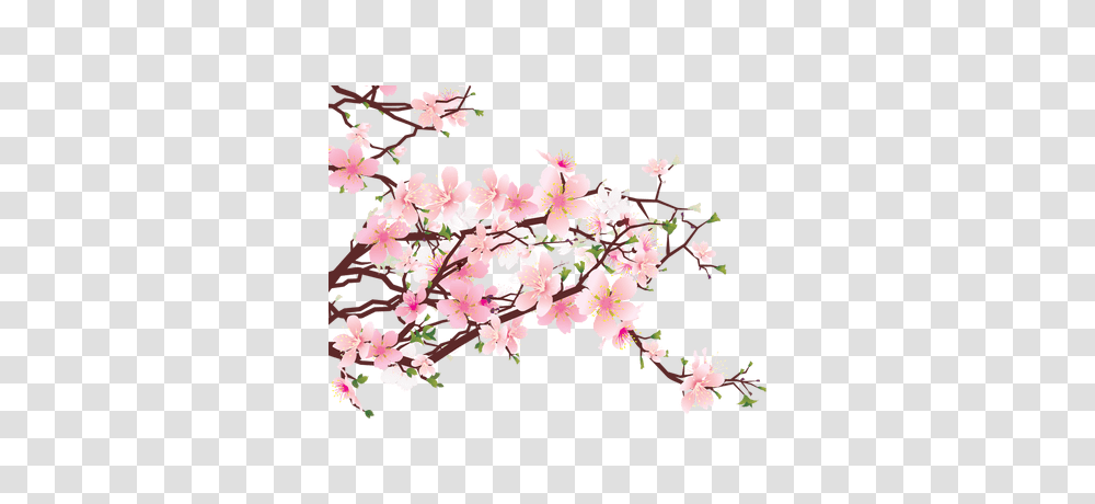 Japanese Flower Image, Plant, Blossom, Cherry Blossom, Petal Transparent Png