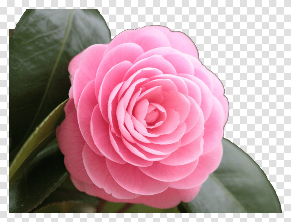 Japanese Flower Rose Image Beautiful Pink Rose Full Hd Beautiful Flowers, Plant, Blossom, Petal, Geranium Transparent Png