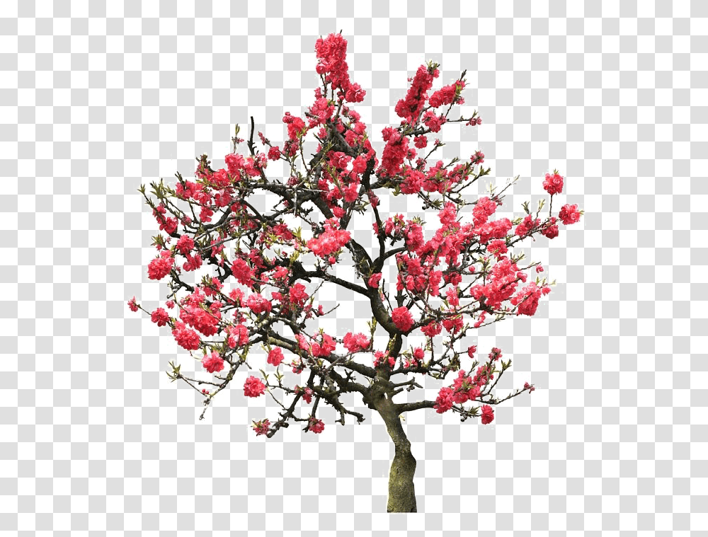 Japanese Flowering Cherry Image University Of Maryland University College, Plant, Tree, Blossom, Ornament Transparent Png