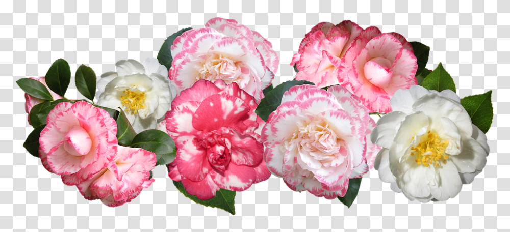 Japanese Flowers Camellia Cut Out, Plant, Carnation, Blossom, Rose Transparent Png