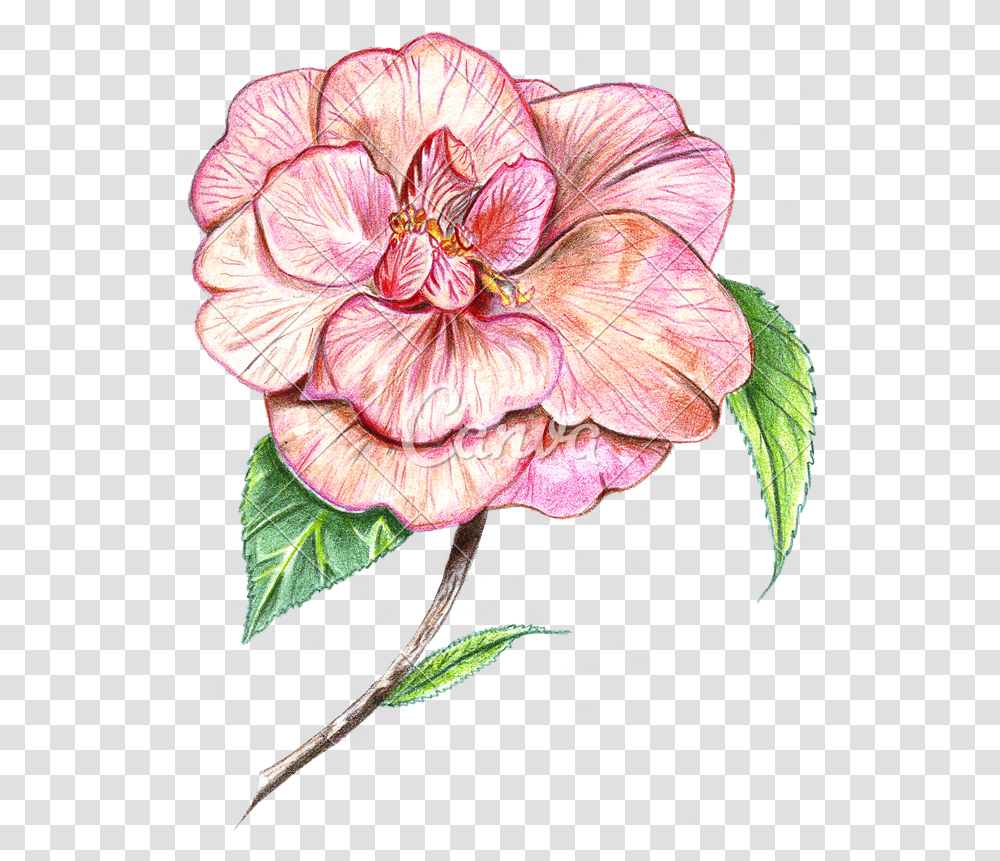 Japanese Flowers Camellia Flower Drawing Drawing Hand Drawn Flower Colour, Hibiscus, Plant, Blossom, Geranium Transparent Png