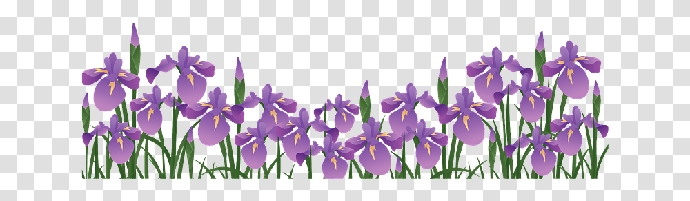 Japanese Iris Flower Clipart, Plant, Blossom, Pansy, Petal Transparent Png