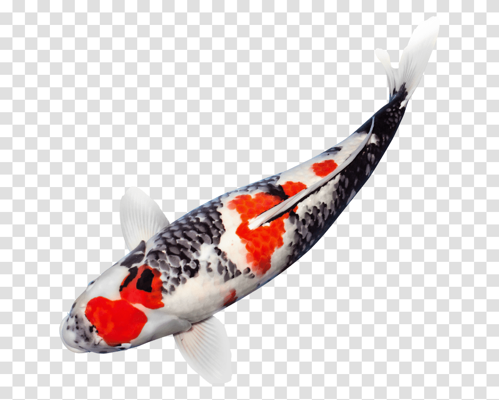 Japanese Koi Fish Koi Fish Background, Carp, Animal, Bird, Amphiprion Transparent Png