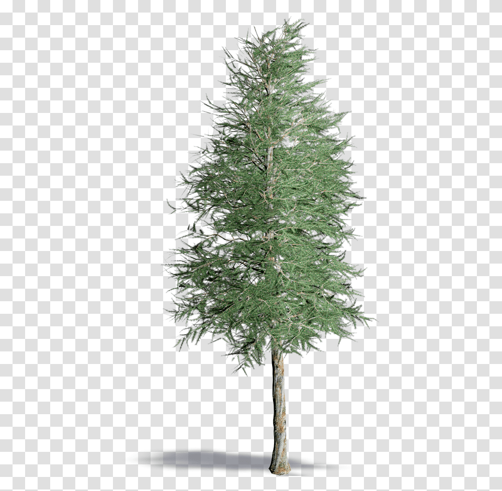 Japanese Larch Realistic Pine Tree, Plant, Christmas Tree, Ornament, Conifer Transparent Png