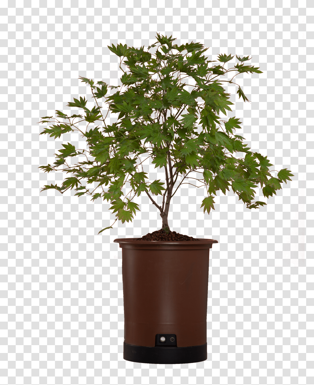 Japanese Maple Download Sageretia Theezans Transparent Png