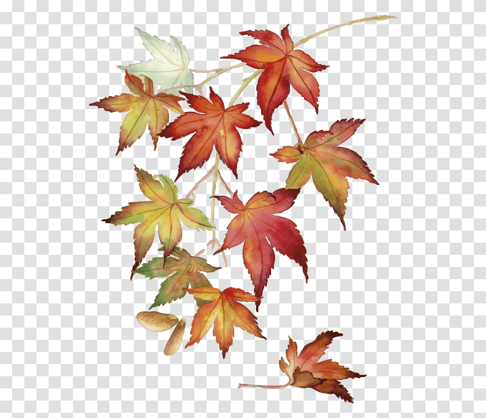 Japanese Maple Leaves Wall Sticker Tree Maple Leaves Drawing, Leaf, Plant, Maple Leaf Transparent Png