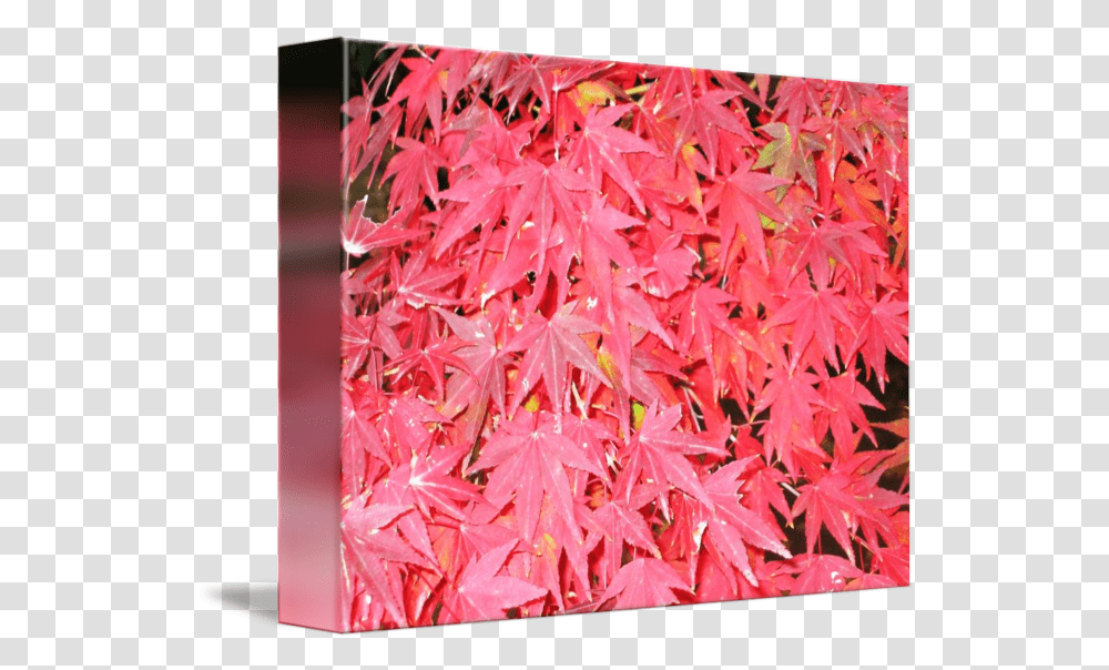 Japanese Maple Tree Closeup By Frank Adorna Maple Leaf, Plant, Rug, Flower, Blossom Transparent Png