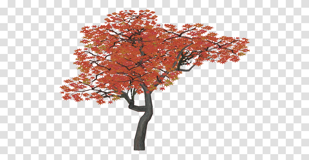 Japanese Maple Tree, Plant, Vegetation, Tree Trunk Transparent Png