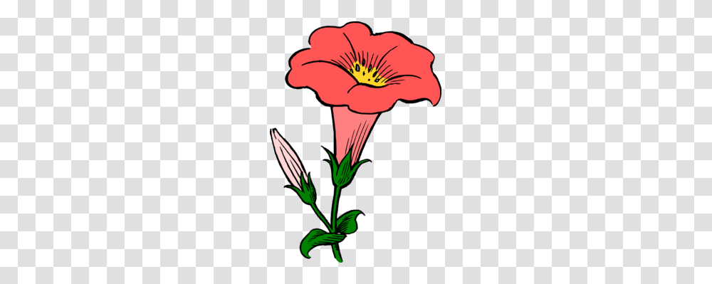 Japanese Morning Glory Drawing Flower Water Spinach Free, Plant, Blossom, Anther, Petal Transparent Png