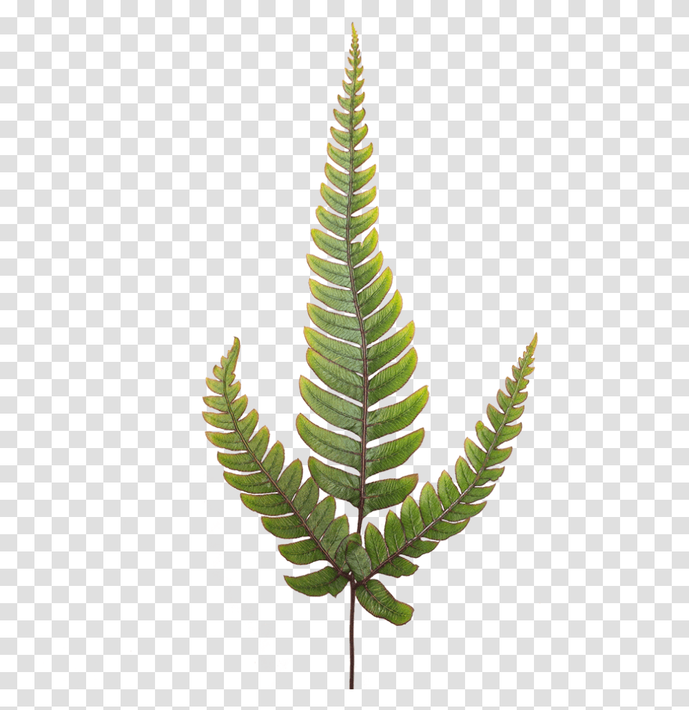 Japanese Painted Fern Potted Indoor Plant Ostrich Fern Transparent Png